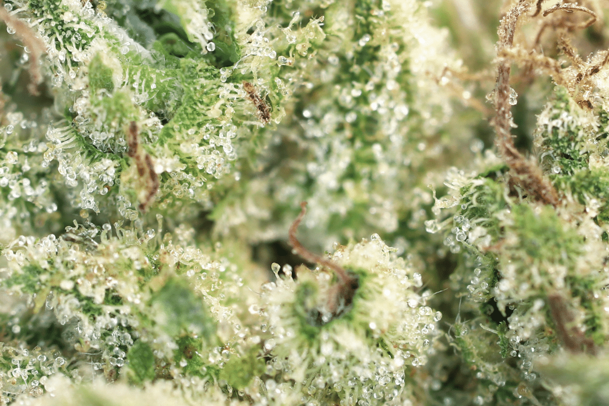 A strain’s terpene profile depends on several factors, including its genetics, growing climate, soil, age and maturation.