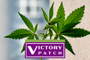 Homegrowing with Victory Patch