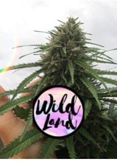 WildLand Cannabis