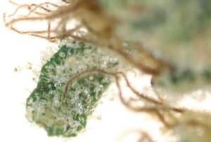 Solventless